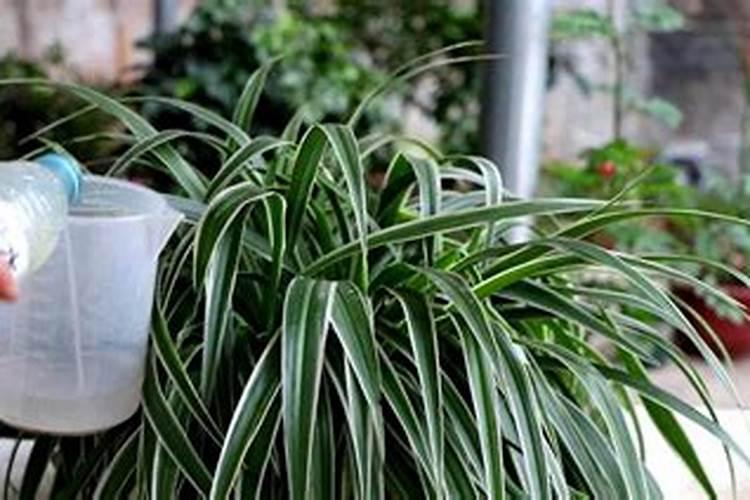 种植蔬菜时小苏打真的可以当农药使用吗？为什么？