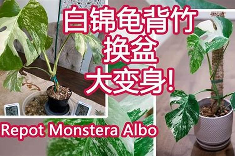 白锦龟背竹用什么土 白锦龟背竹用什么土养最好