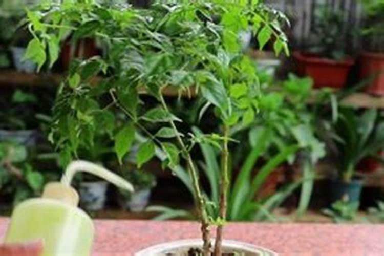 幸福树有虫该如何进行防治