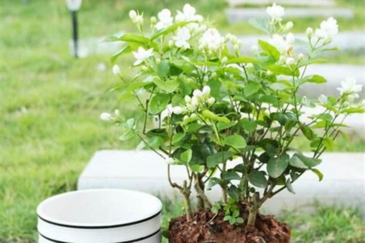 开花需要磷肥还是钾肥