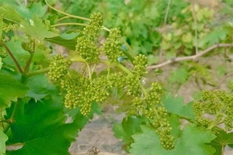 大量元素水溶肥怎么施用