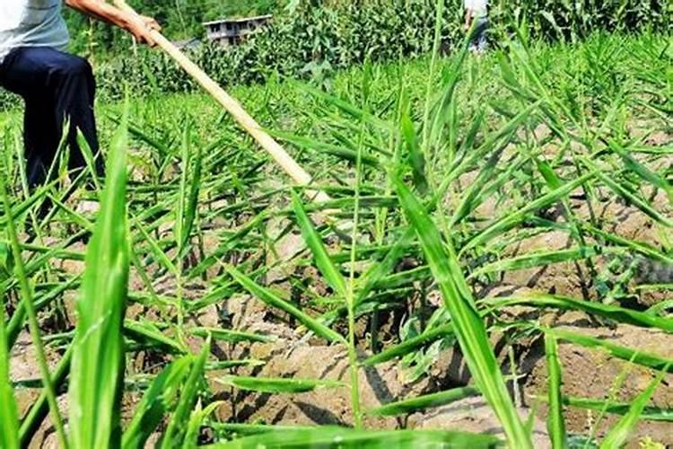 大姜苗可以放在果树下当肥料吗？