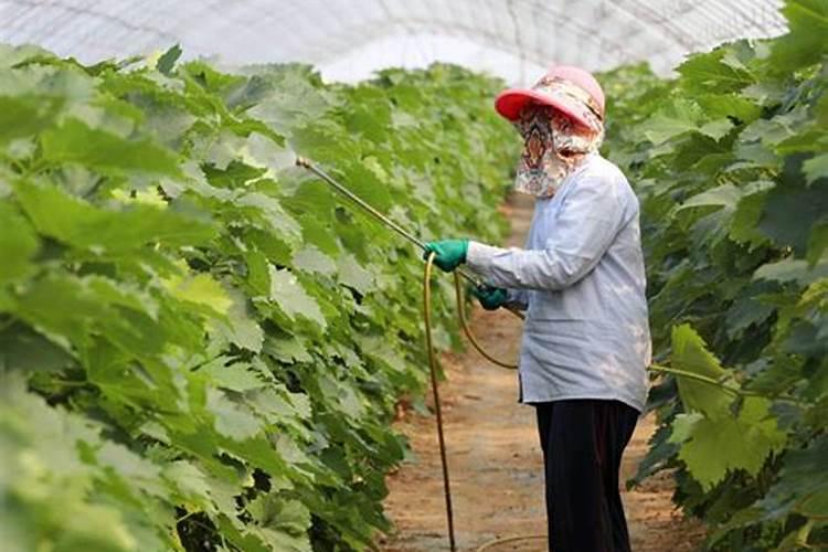硫酸钾型复合肥对种花生可以用吗是撒撒在土壤表面还是埋起来？百度...