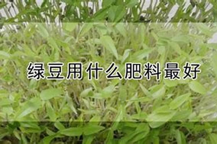 种植绿豆需要注意什么？