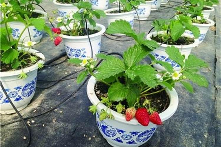 磷酸二氢钾含磷多少含钾多少