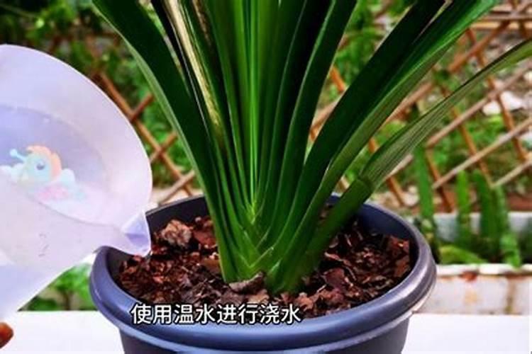 柑橘栽培环割后还能根部施肥吗