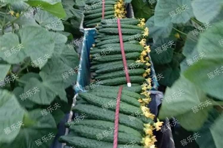 黄瓜坐果期施什么肥料