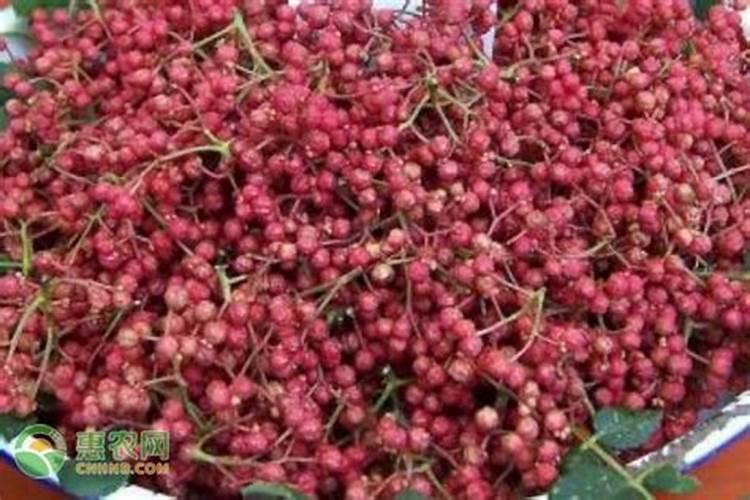 茶花六月份养护一定要避开的事项