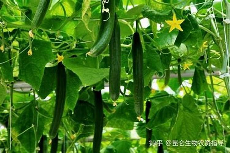 米兰用什么肥料最好