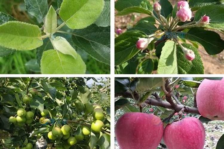 家庭绿植怎样施肥、花卉施肥