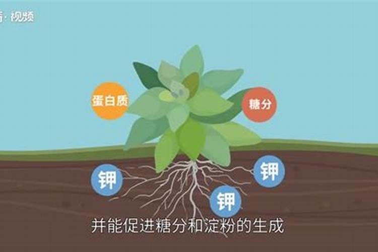钾肥最适用哪些作物