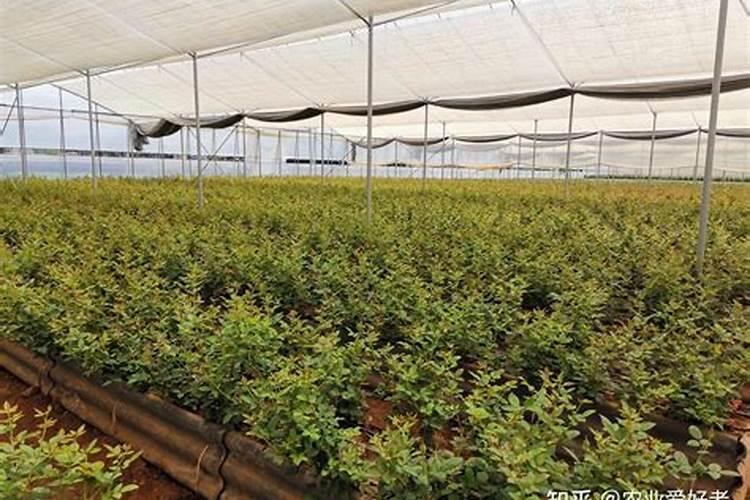 什么植物多施钾肥
