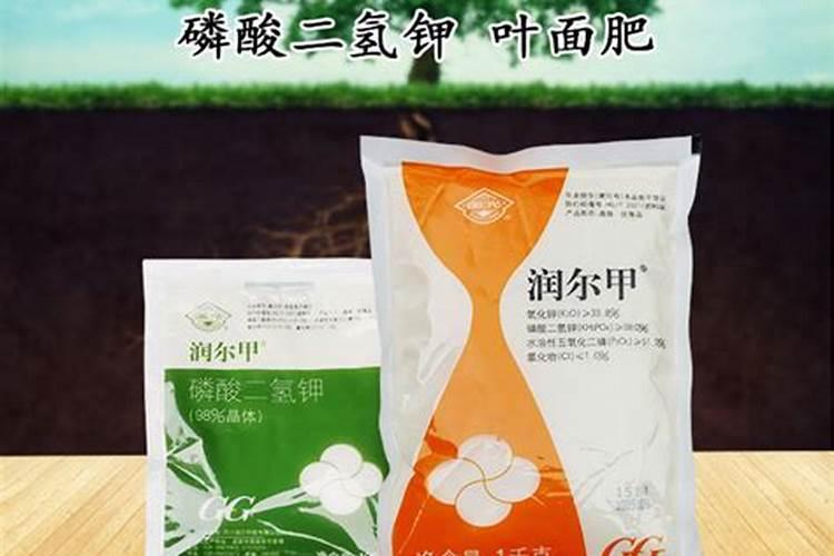 陕西什么时候种向日葵