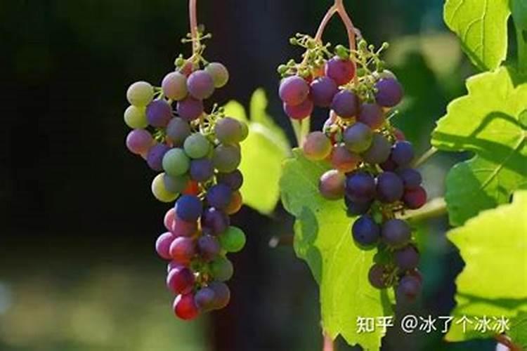 施肥是葡萄高产的手段,什么肥料才是葡萄最好的肥料？