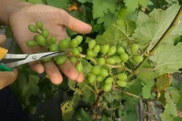 葡萄生长中后期时,对肥料的使用都有哪些要求？