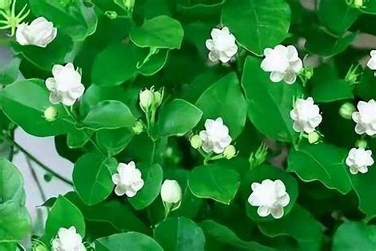 茉莉花施什么肥好,茉莉花施磷钾肥和有机肥最好