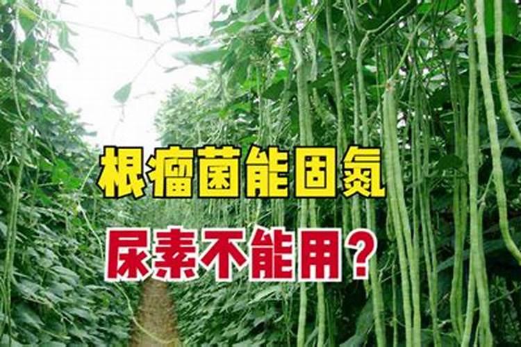 香蕉树是树还是草
