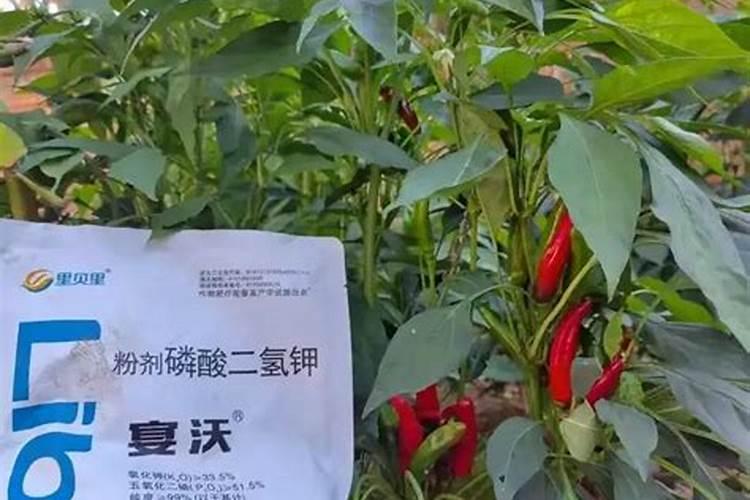 辣椒施什么肥结果多和大