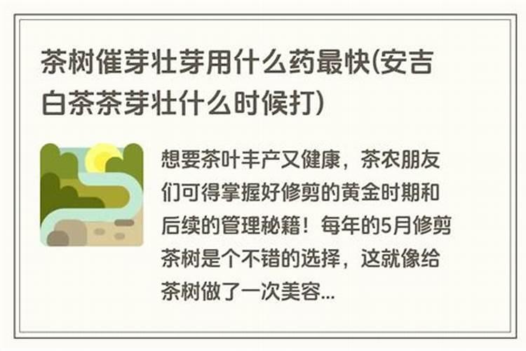 茶叶用什么肥料最好