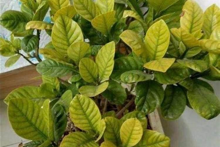 硫酸亚铁和腐植酸效果一样吗