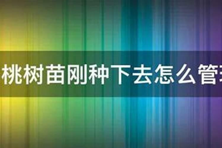 大樱桃栽后多久施肥好 何时给大樱桃施肥最合适