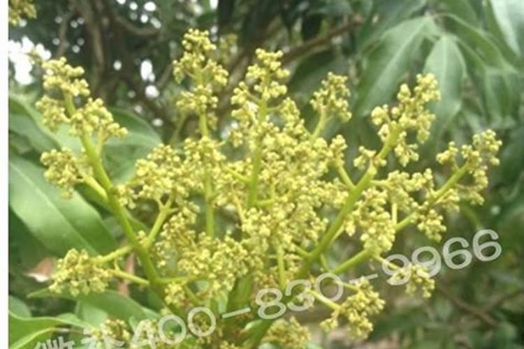 过磷酸钙是什么,属于什么肥料,对植物有哪些效果
