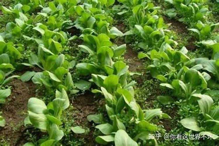蔬菜怎样施用锌肥？