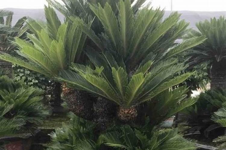 藕的种植方法和时间