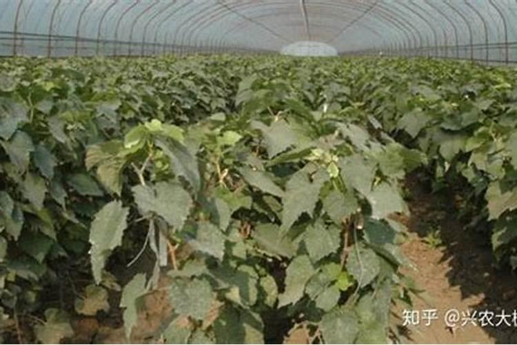 茶叶氨基酸的作用是什么