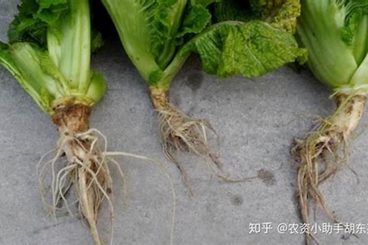 小白菜种植时为什么需要施加微肥？