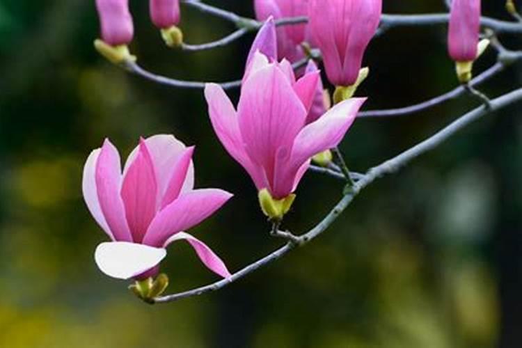 玉花如何施肥