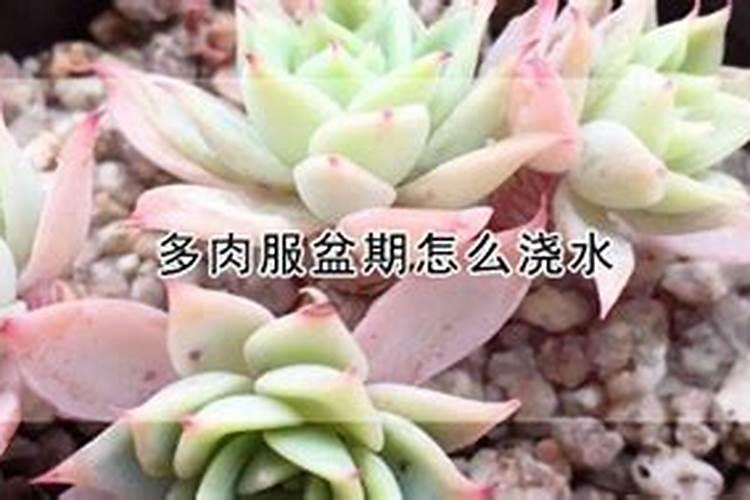 多肉服盆期多久浇一次水
