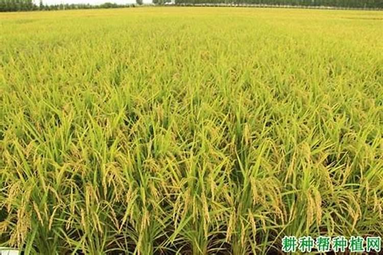 水稻移栽后几天施肥