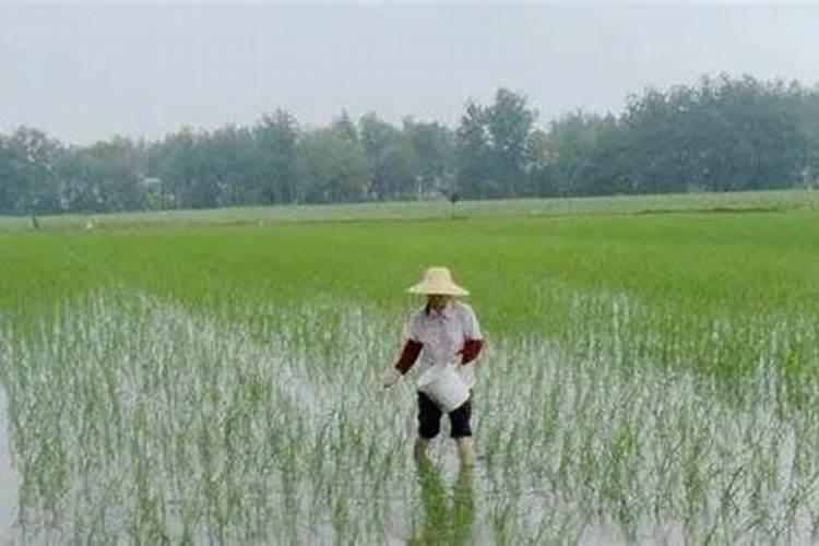 水稻钾肥什么时候施肥最好？
