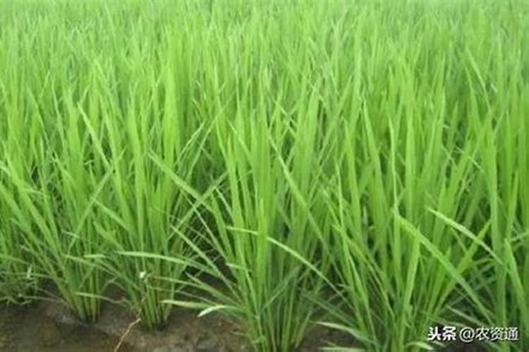 直播水稻什么时间施钾肥二次除草什么时候最好怎么管理？