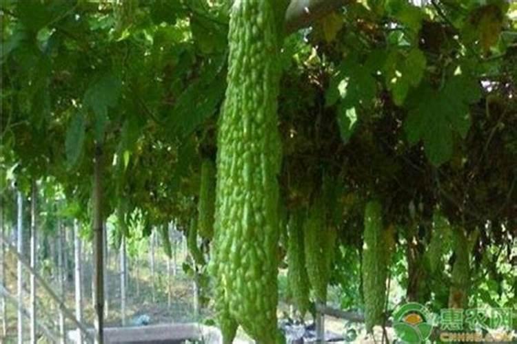 白磷肥含磷是指干基还是湿基