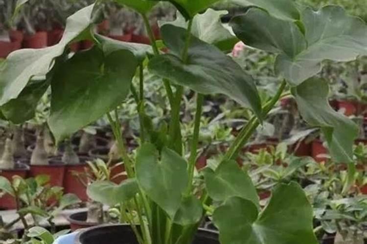 白菜多大时候喷钙镁硼肥好？