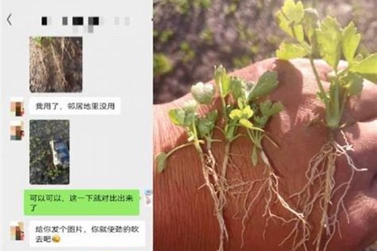 钙镁硼锌铁叶面肥啥时用最好