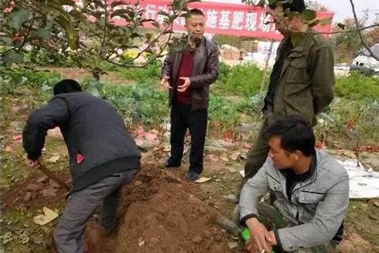 柠檬叶变黄变干该怎么办？