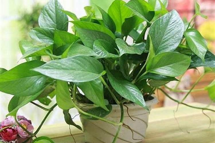辣椒开花结果期用什么肥料