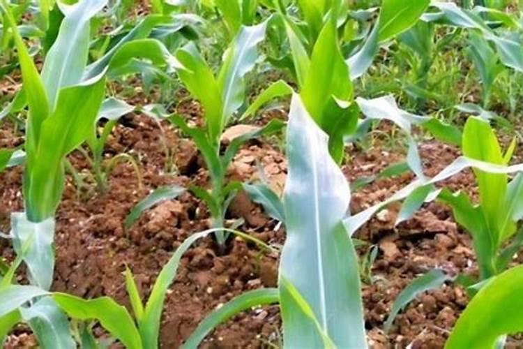 辣椒育苗土为什么要加大氮、磷肥的用量？