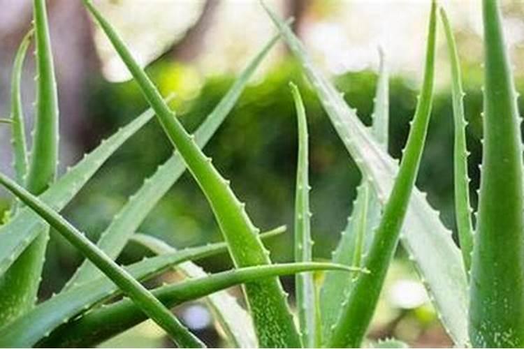 家养芦荟一般施什么肥叶片直挺肥厚