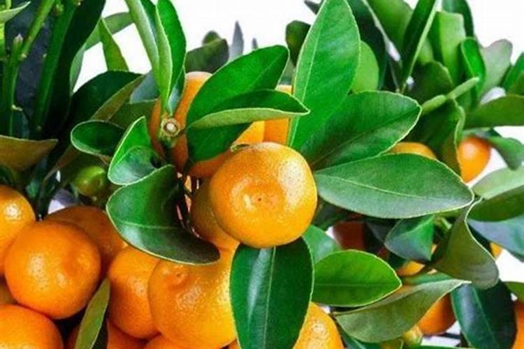 芋头追肥用什么肥料好