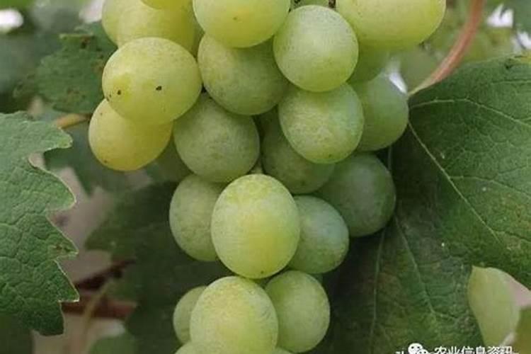 豆角能施尿素吗