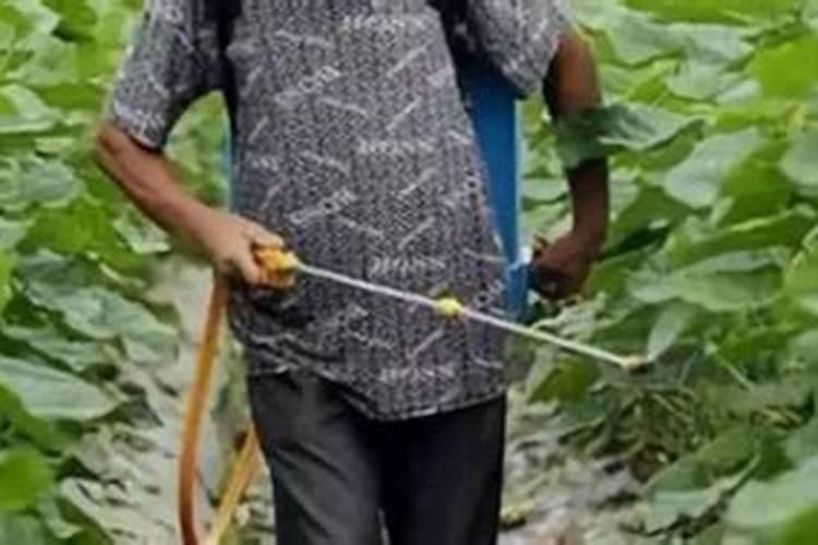 用青苔种兰花怎么施肥