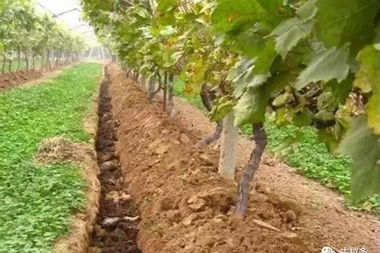 秋季给苹果树上硫酸钾好还是磷酸钾好？