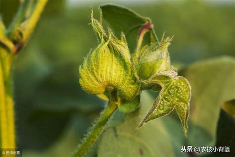 硼砂可以做肥料吗