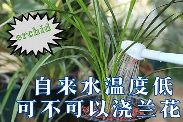 夏季兰花的用肥方法 施肥注意事项