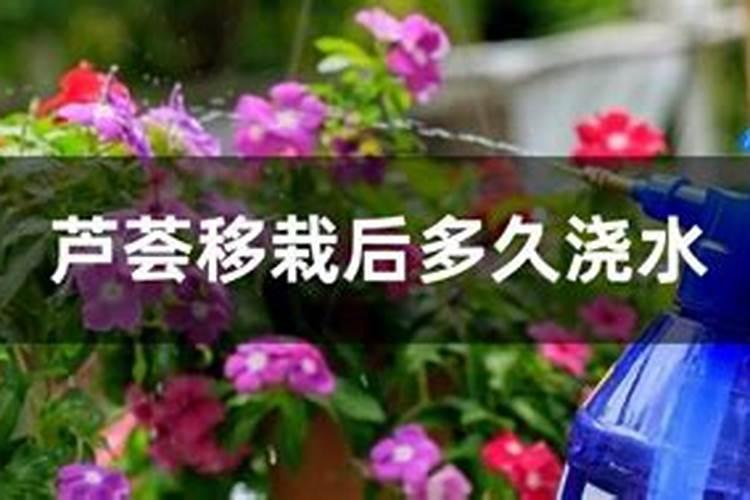 甜瓜苗什么时候可以打叶面肥