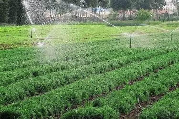 菜苗定植后可以喷叶面肥吗视频？